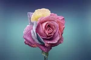 Růže Na Noze